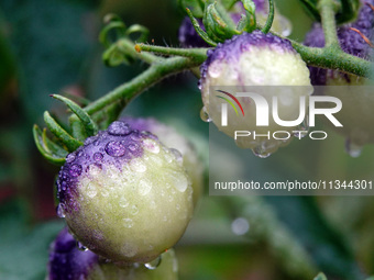 Farmers are planting colorful tomatoes during the Plum rains in Yichang, China, on June 20, 2024. According to the comprehensive analysis an...