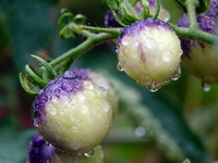 Farmers are planting colorful tomatoes during the Plum rains in Yichang, China, on June 20, 2024. According to the comprehensive analysis an...