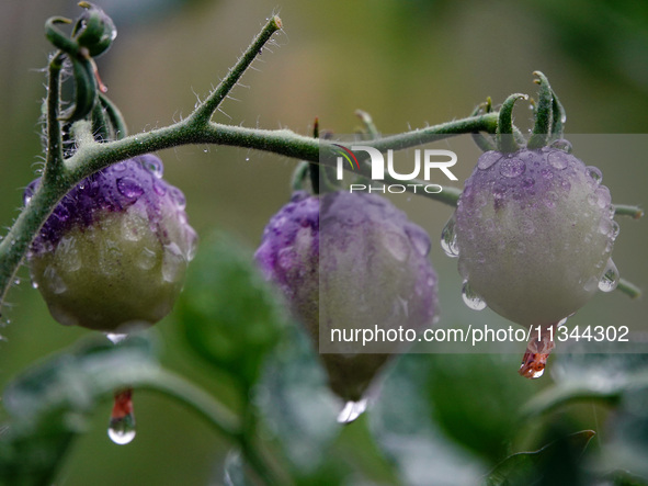 Farmers are planting colorful tomatoes during the Plum rains in Yichang, China, on June 20, 2024. According to the comprehensive analysis an...