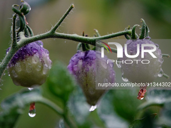 Farmers are planting colorful tomatoes during the Plum rains in Yichang, China, on June 20, 2024. According to the comprehensive analysis an...