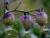 Farmers are planting colorful tomatoes during the Plum rains in Yichang, China, on June 20, 2024. According to the comprehensive analysis an...