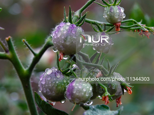 Farmers are planting colorful tomatoes during the Plum rains in Yichang, China, on June 20, 2024. According to the comprehensive analysis an...