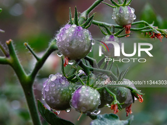 Farmers are planting colorful tomatoes during the Plum rains in Yichang, China, on June 20, 2024. According to the comprehensive analysis an...