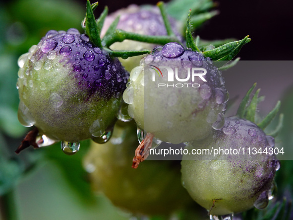 Farmers are planting colorful tomatoes during the Plum rains in Yichang, China, on June 20, 2024. According to the comprehensive analysis an...