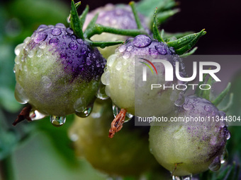 Farmers are planting colorful tomatoes during the Plum rains in Yichang, China, on June 20, 2024. According to the comprehensive analysis an...