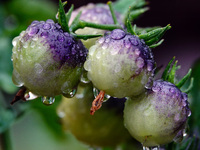 Farmers are planting colorful tomatoes during the Plum rains in Yichang, China, on June 20, 2024. According to the comprehensive analysis an...