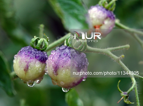 Farmers are planting colorful tomatoes during the Plum rains in Yichang, China, on June 20, 2024. According to the comprehensive analysis an...