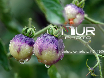 Farmers are planting colorful tomatoes during the Plum rains in Yichang, China, on June 20, 2024. According to the comprehensive analysis an...