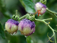 Farmers are planting colorful tomatoes during the Plum rains in Yichang, China, on June 20, 2024. According to the comprehensive analysis an...