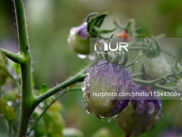 Farmers are planting colorful tomatoes during the Plum rains in Yichang, China, on June 20, 2024. According to the comprehensive analysis an...