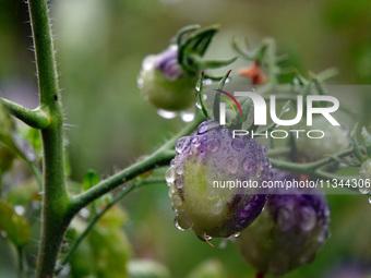 Farmers are planting colorful tomatoes during the Plum rains in Yichang, China, on June 20, 2024. According to the comprehensive analysis an...