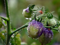 Farmers are planting colorful tomatoes during the Plum rains in Yichang, China, on June 20, 2024. According to the comprehensive analysis an...