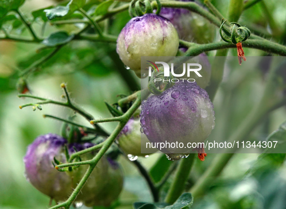 Farmers are planting colorful tomatoes during the Plum rains in Yichang, China, on June 20, 2024. According to the comprehensive analysis an...