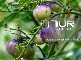 Farmers are planting colorful tomatoes during the Plum rains in Yichang, China, on June 20, 2024. According to the comprehensive analysis an...