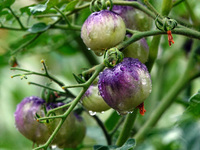 Farmers are planting colorful tomatoes during the Plum rains in Yichang, China, on June 20, 2024. According to the comprehensive analysis an...