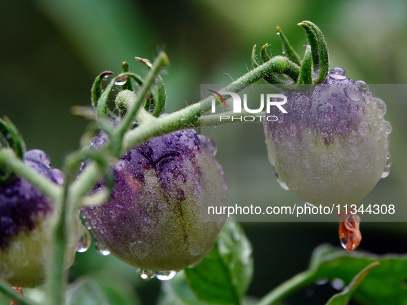 Farmers are planting colorful tomatoes during the Plum rains in Yichang, China, on June 20, 2024. According to the comprehensive analysis an...