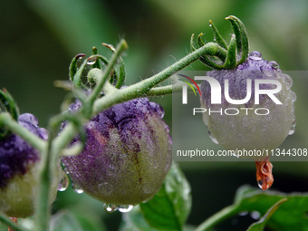 Farmers are planting colorful tomatoes during the Plum rains in Yichang, China, on June 20, 2024. According to the comprehensive analysis an...