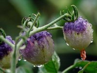 Farmers are planting colorful tomatoes during the Plum rains in Yichang, China, on June 20, 2024. According to the comprehensive analysis an...