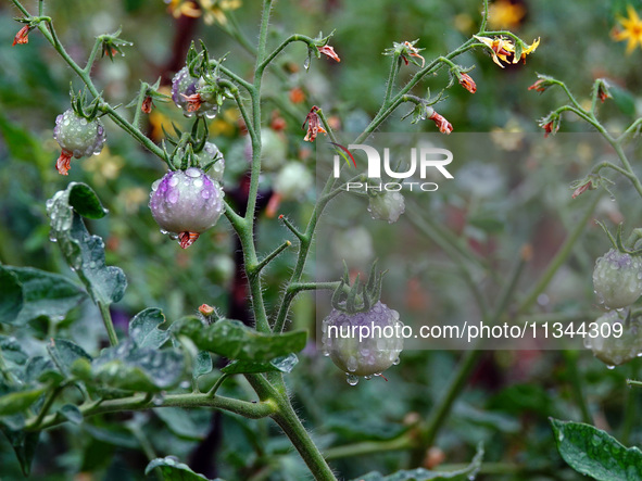 Farmers are planting colorful tomatoes during the Plum rains in Yichang, China, on June 20, 2024. According to the comprehensive analysis an...