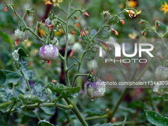 Farmers are planting colorful tomatoes during the Plum rains in Yichang, China, on June 20, 2024. According to the comprehensive analysis an...