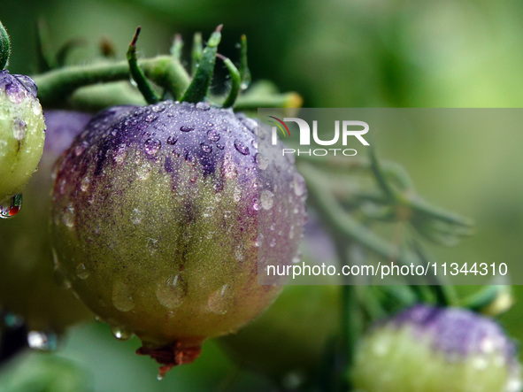 Farmers are planting colorful tomatoes during the Plum rains in Yichang, China, on June 20, 2024. According to the comprehensive analysis an...