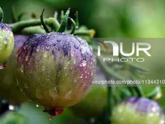 Farmers are planting colorful tomatoes during the Plum rains in Yichang, China, on June 20, 2024. According to the comprehensive analysis an...