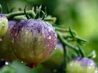 Farmers are planting colorful tomatoes during the Plum rains in Yichang, China, on June 20, 2024. According to the comprehensive analysis an...