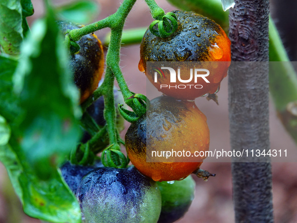 Farmers are planting colorful tomatoes during the Plum rains in Yichang, China, on June 20, 2024. According to the comprehensive analysis an...