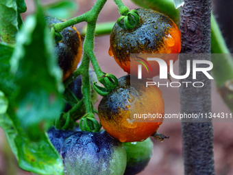 Farmers are planting colorful tomatoes during the Plum rains in Yichang, China, on June 20, 2024. According to the comprehensive analysis an...