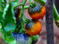 Farmers are planting colorful tomatoes during the Plum rains in Yichang, China, on June 20, 2024. According to the comprehensive analysis an...