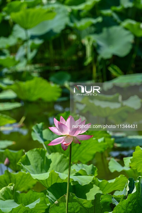 Lotus flowers are blooming in the waters of the broken bridge of the West Lake in Hangzhou, China, on June 18, 2024. 