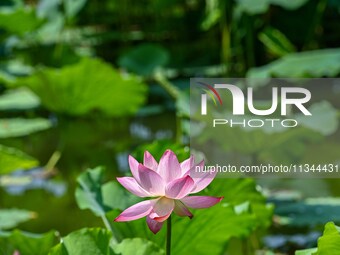 Lotus flowers are blooming in the waters of the broken bridge of the West Lake in Hangzhou, China, on June 18, 2024. (