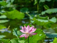 Lotus flowers are blooming in the waters of the broken bridge of the West Lake in Hangzhou, China, on June 18, 2024. (