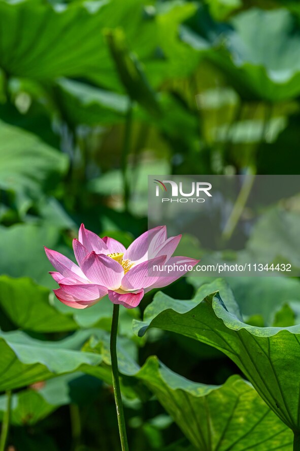 Lotus flowers are blooming in the waters of the broken bridge of the West Lake in Hangzhou, China, on June 18, 2024. 