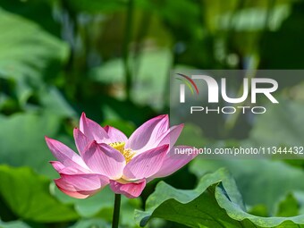 Lotus flowers are blooming in the waters of the broken bridge of the West Lake in Hangzhou, China, on June 18, 2024. (