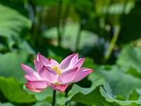 Lotus flowers are blooming in the waters of the broken bridge of the West Lake in Hangzhou, China, on June 18, 2024. (