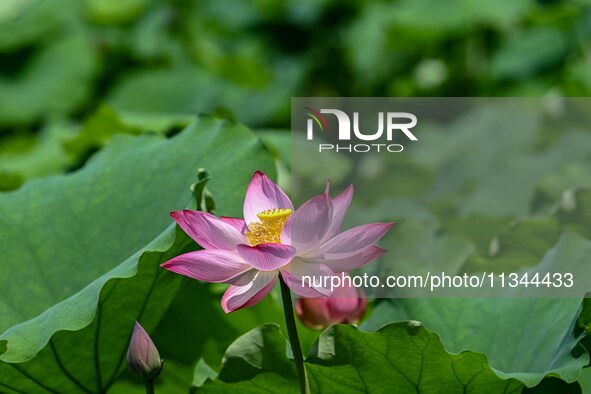 Lotus flowers are blooming in the waters of the broken bridge of the West Lake in Hangzhou, China, on June 18, 2024. 