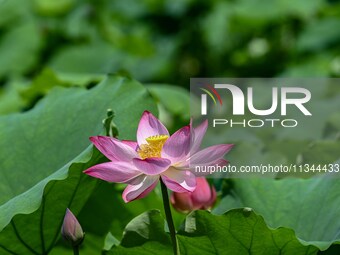 Lotus flowers are blooming in the waters of the broken bridge of the West Lake in Hangzhou, China, on June 18, 2024. (