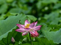 Lotus flowers are blooming in the waters of the broken bridge of the West Lake in Hangzhou, China, on June 18, 2024. (