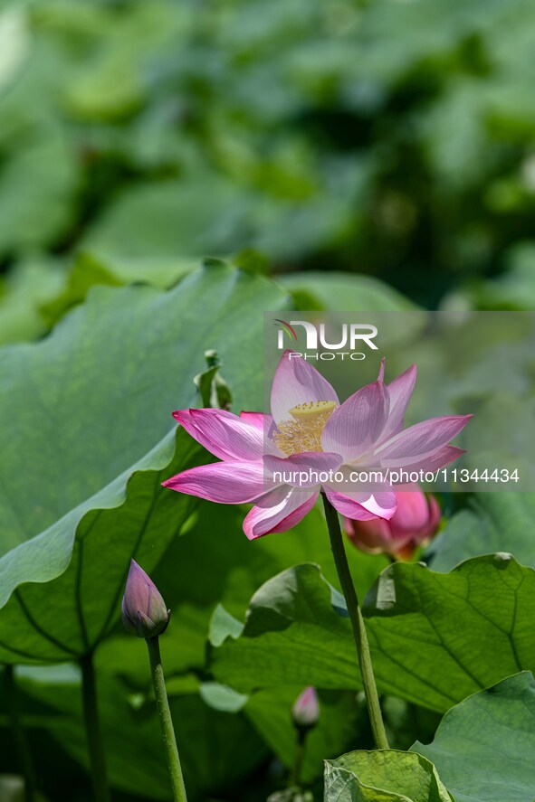 Lotus flowers are blooming in the waters of the broken bridge of the West Lake in Hangzhou, China, on June 18, 2024. 