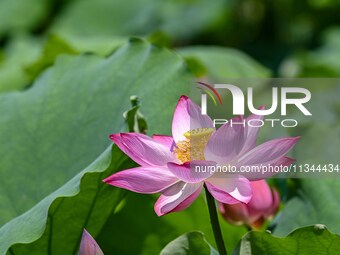 Lotus flowers are blooming in the waters of the broken bridge of the West Lake in Hangzhou, China, on June 18, 2024. (