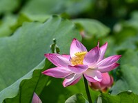 Lotus flowers are blooming in the waters of the broken bridge of the West Lake in Hangzhou, China, on June 18, 2024. (