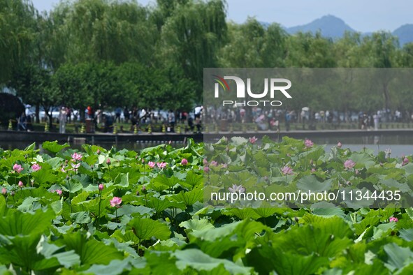 Tourists are watching lotus flowers bloom in the waters of the broken bridge of the West Lake in Hangzhou, China, on June 18, 2024. 