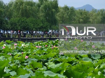 Tourists are watching lotus flowers bloom in the waters of the broken bridge of the West Lake in Hangzhou, China, on June 18, 2024. (