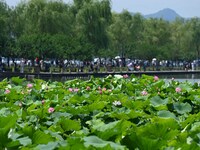 Tourists are watching lotus flowers bloom in the waters of the broken bridge of the West Lake in Hangzhou, China, on June 18, 2024. (