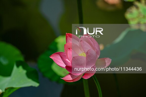 Lotus flowers are blooming in the waters of the broken bridge of the West Lake in Hangzhou, China, on June 18, 2024. 