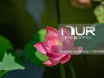 Lotus flowers are blooming in the waters of the broken bridge of the West Lake in Hangzhou, China, on June 18, 2024. (