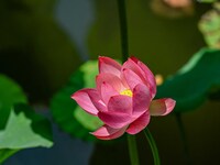 Lotus flowers are blooming in the waters of the broken bridge of the West Lake in Hangzhou, China, on June 18, 2024. (