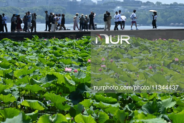 Tourists are watching lotus flowers bloom in the waters of the broken bridge of the West Lake in Hangzhou, China, on June 18, 2024. 