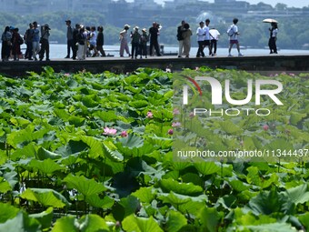 Tourists are watching lotus flowers bloom in the waters of the broken bridge of the West Lake in Hangzhou, China, on June 18, 2024. (